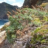 Plants: image 50 Of 62 Thumb